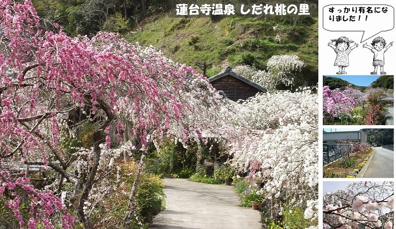 登録13 下田まち遺産 蓮台寺温泉しだれ桃の里 下田市