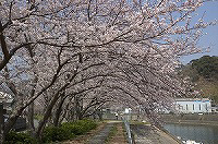 本郷公園の桜並木